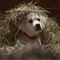 Catch All The Top Commercials From The Big Game [VIDEO]