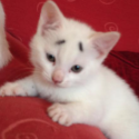 Gary The Kitten Looks Concerned All The Time