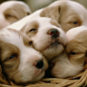 Five Things Ever Dog Owner Should Be Thankful For This Thanksgiving [VIDEO]