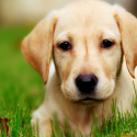 Labs Again Top List Of America’s Most Popular Dog Breeds