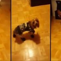 Dogs Priceless Reaction While Wearing Boots [VIDEO]