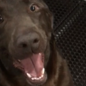 Dog Does Happy Dance Every Time He Gets A Treat [VIDEO]