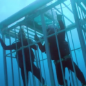 This Shark Week Promo Will Make You Live Every Week Like Shark Week [VIDEO]