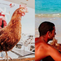 French Man Is Sailing The World With His Pet Chicken Monique
