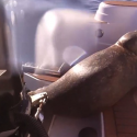 Seal Escapes Death By … [VIDEO]