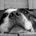 Survey Shows Pet Owners Are More Attractive